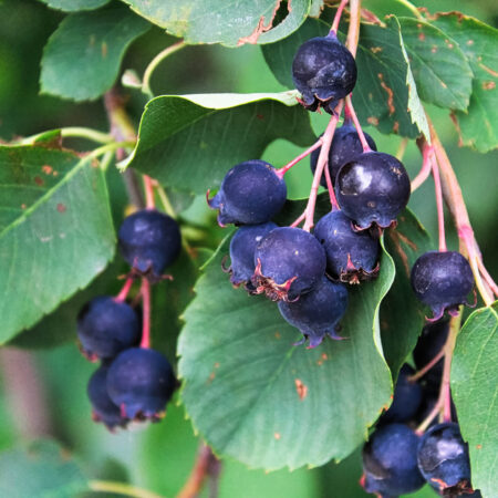 Pestujeme muchovník: Ovocie nabité zdravým