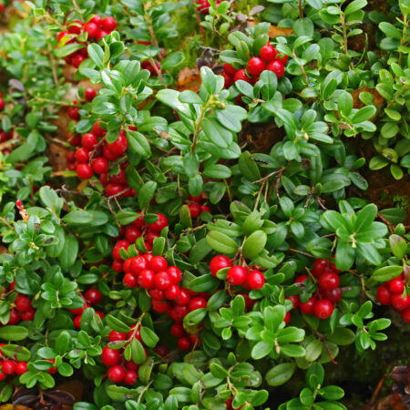 Pestujeme brusnice: To zvládnu i začiatočníci