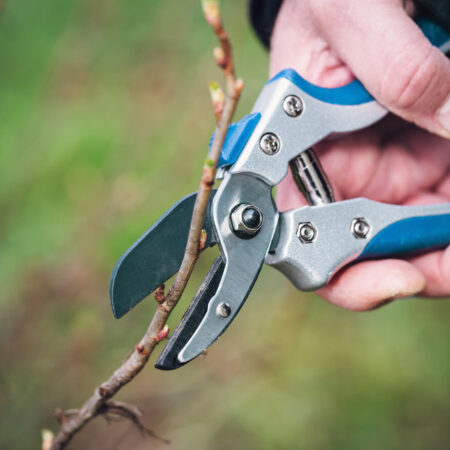 7 jednoduchých krokov, ako zapestovať ríbezľový kordón