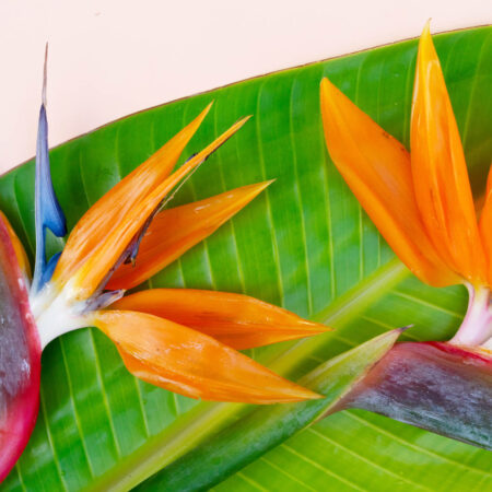 Unikátne kvety, ktoré rozjasnia vašu záhradu