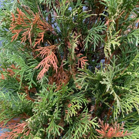 Prečo nám hnednú a odumierajú tuje v záhrade?