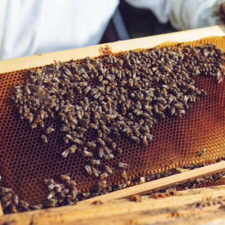 Chov včiel uprostred mesta, ako sa to dá?