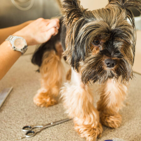 Ako sa starať o srsť vášho psa, takto bude zdravá