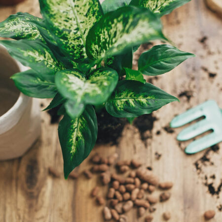 Čo je to hydropónia a aké rastliny sa dajú takto pestovať