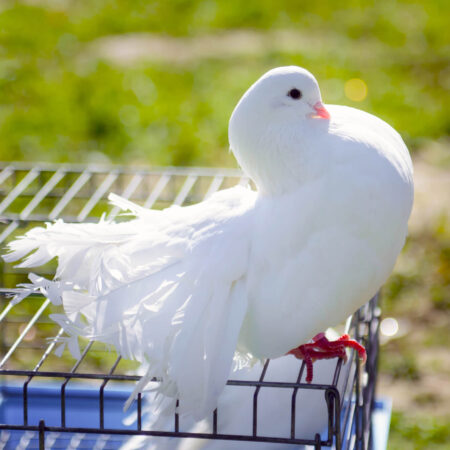 Chov holubov, čo všetko treba o ňom vedieť