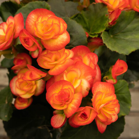 Begónia – Farebná kráska záhrady, ako sa o ňu starať?