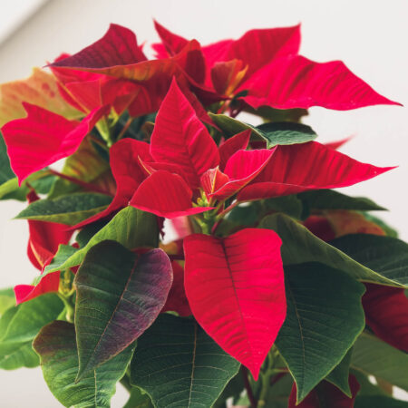 Vianočná ruža ako dar: Ako vybrať ten správny kvet