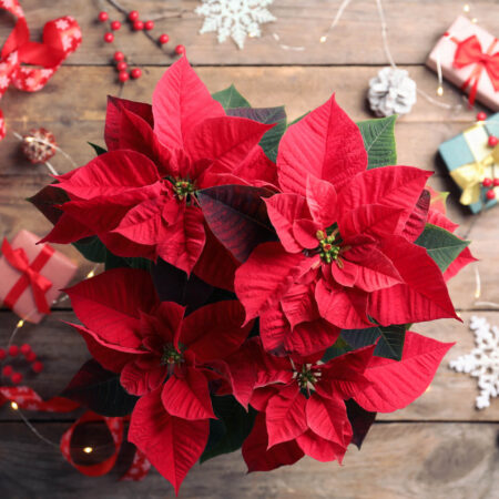 Starostlivosť o vianočnú ružu: Takto vám vydrží celý rok