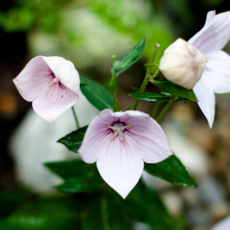 Jesenné krásky, ktoré rozjasnia vašu záhradu