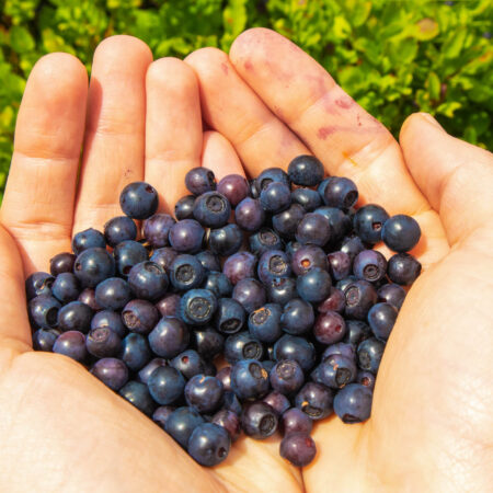 Zázračné plody ako čučoriedky, dokážu priniesť zdravie do vašej záhrady.