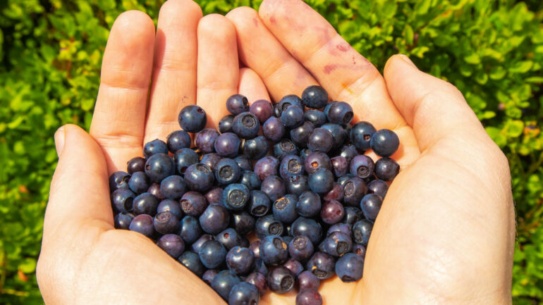 Zázračné plody z vašej záhrady: Ako vypestovať prírodné liečivá