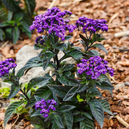 Heliotropium - prečo pestovať túto zaujímavú trvalku?