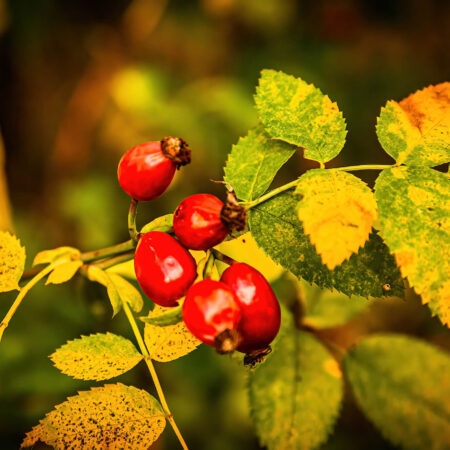 Ako sú šípky prospešné pre naše zdravie?
