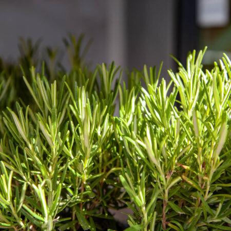 Ako zazimovať rozmarín, spoznajte tieto triky