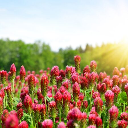 Ďatelina okrasná: Ako ju správne pestovať a odlíšiť od oxalisu