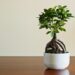 Ficus ginseng: Ideálna izbová rastlina pre začiatočníkov