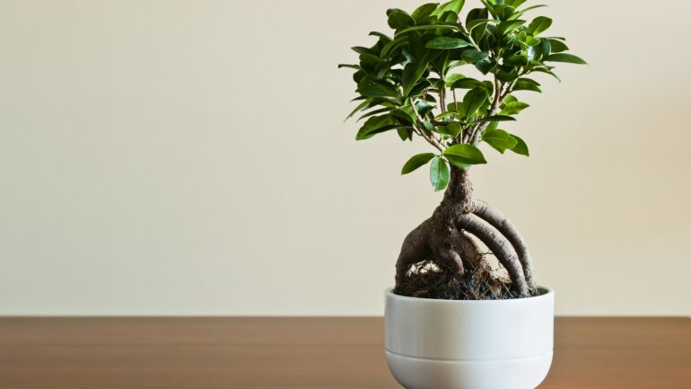 Ficus ginseng: Ideálna izbová rastlina pre začiatočníkov