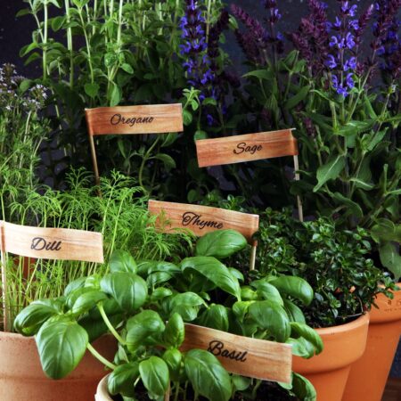 13 byliniek v kvetináči, ktoré musíte mať