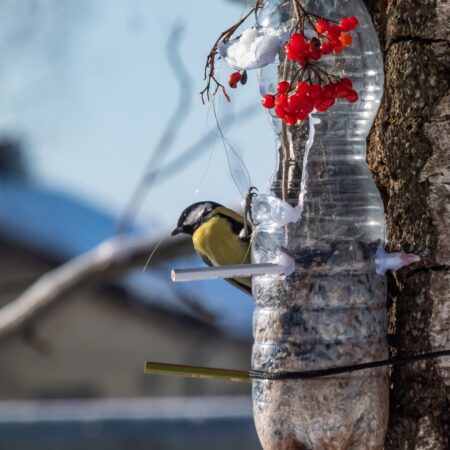 Recyklujme s eleganciou: Ako vytvoriť krmítka pre vtáky z odpadu