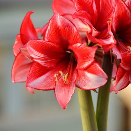 5 najlepších izbových rastlín na vianočnú výzdobu