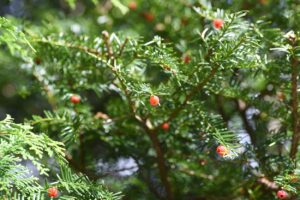 3 vianočné exteriérové rastliny, ktoré musíte mať