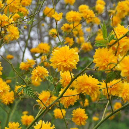 Ako bojovať so škvrnitosťou výhonkov na kérii japonskej