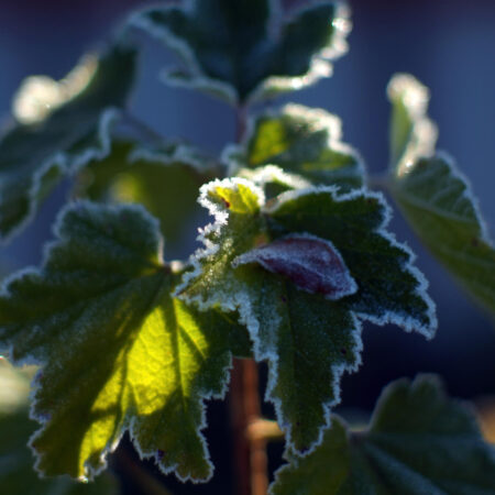 Ani mrazuvzdorná rastlina nemusí prežiť zimu! Ako tomu zabrániť?