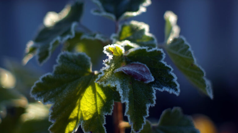 Mrazuvzdorná rastlina tiež nemusí prežiť zimu! Ako ju ochrániť?