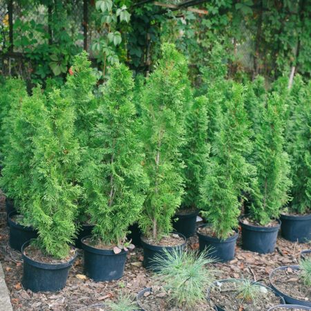 Ako úspešne vysadiť živý plot z kontajnerovaných sadeníc