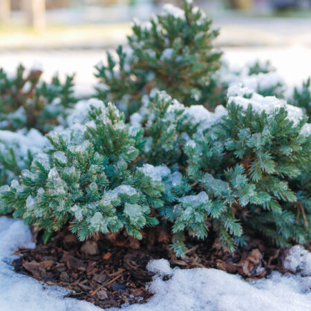 3 vianočné exteriérové rastliny, ktoré musíte mať