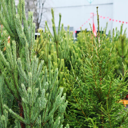Živý vianočný stromček - tipy, ako sa oň starať