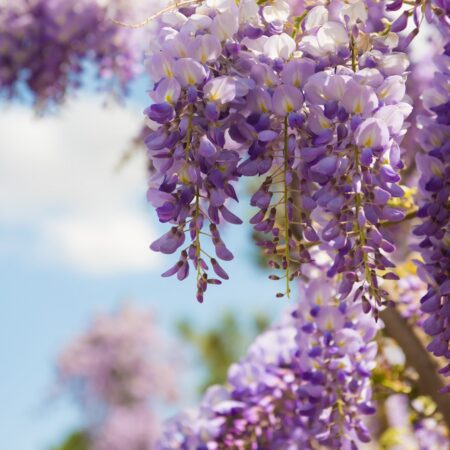 Ako správne orezať vistériu v zime: Návod v 4 krokoch