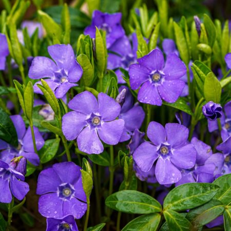 5 odolných rastlín, ktoré sú krásne aj v zime