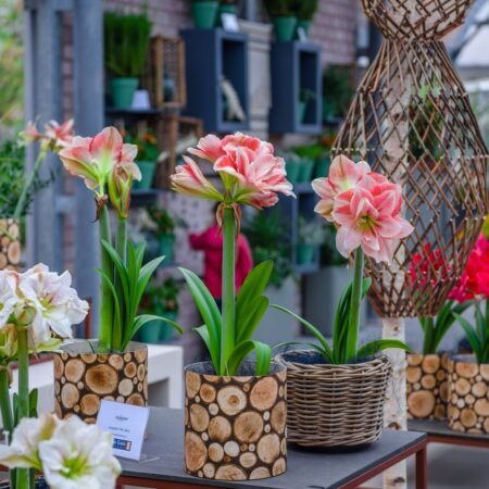 Úspešné pestovanie zornice: Tipy pre opätovné kvitnutie