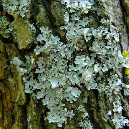 Lišajníky a ich tajomstvá ukryté na starých stromoch