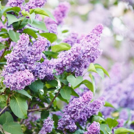 Rez orgovánu: Takto docielite bohaté kvitnutie