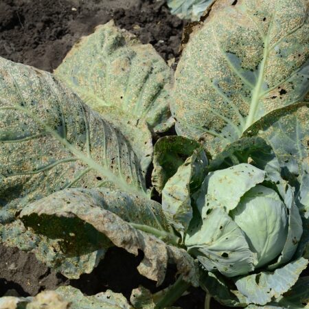 Rovnaké choroby príbuzných rastlín, tieto rady pomôžu