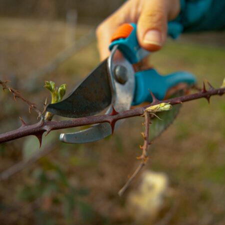 Ako strihať černice, aby ste mali dobrú úrodu?