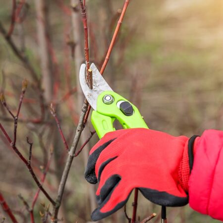 Ako správne orezať rastliny počas ich dormancie