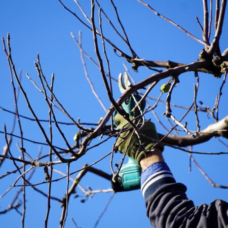 Rez drevín: 6 zimných rád pre zdravý rast