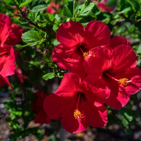 Odborný návod na podporu kvitnutia čínskej ruže