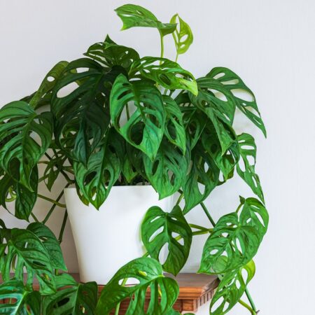 5 izboviek, ktoré v roku 2024 musíte mať