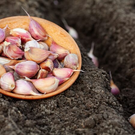 Sadenie cesnaku a zimná starostlivosť o vrúbľové výhony