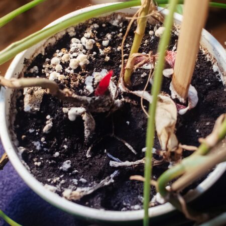 Huby medzi izbovými rastlinami: Nepozvaní hostia v kvetináči