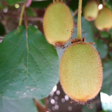 Dôvody, prečo váš 10-ročný krík neplodí: Takto na pestovanie kiwi