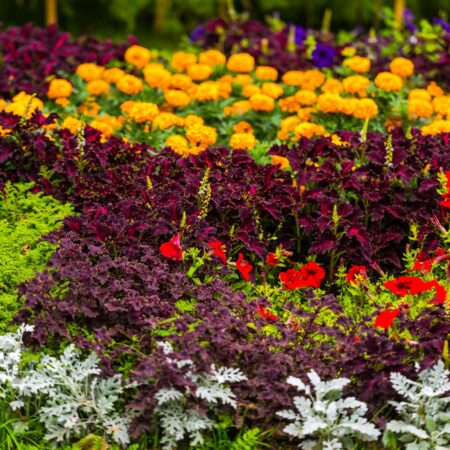 Pestovanie trvaliek zo semien, toto sú vhodné druhy