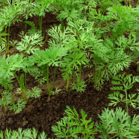 Ako pestovať koreňovú zeleninu zo semien