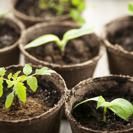 Praktický návod, ako na predpestovanie priesad v byte