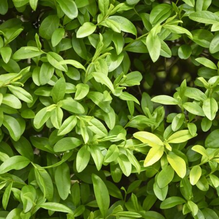 Prerezávanie vysokého živého plotu z vtáčieho zobu