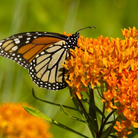 Záhrada pre motýle: Takto ich prilákate, motýľ, ktorý sedí na kvetine.